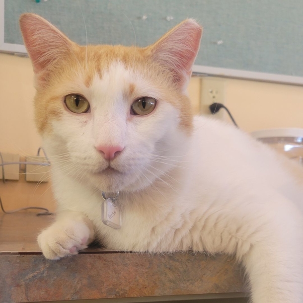 True Miracle: Shelter cat, who had only a few weeks to live, found to be cancer-free - picture 3
