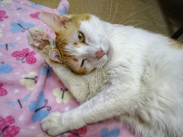 True Miracle: Shelter cat, who had only a few weeks to live, found to be cancer-free - picture 4