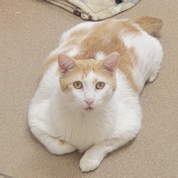 True Miracle: Shelter cat, who had only a few weeks to live, found to be cancer-free - picture 5