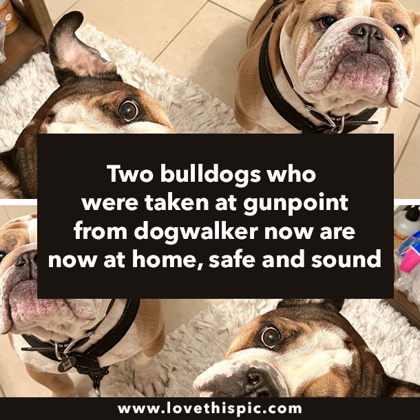 Two bulldogs who were taken at gunpoint from dogwalker now are now at home, safe and sound