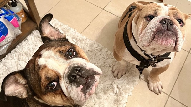 Two bulldogs who were taken at gunpoint from dogwalker now are now at home, safe and sound - picture 2