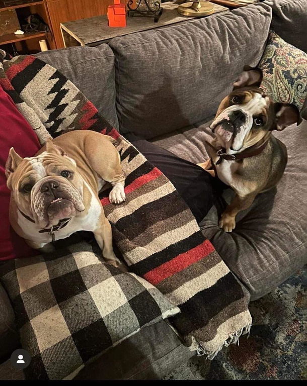 Two bulldogs who were taken at gunpoint from dogwalker now are now at home, safe and sound - picture 3