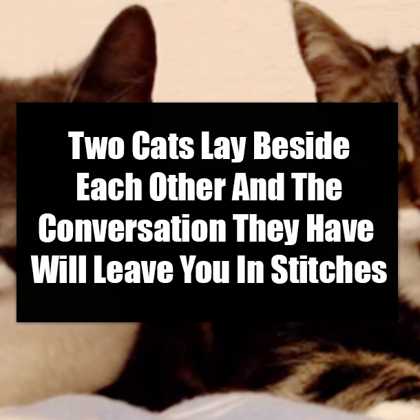 Two Cats Lay Beside Each Other And The Conversation They Have Will Leave You In Stitches
