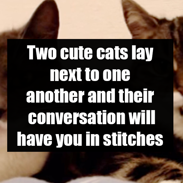 Two cute cats lay next to one another and their conversation will have you in stitches