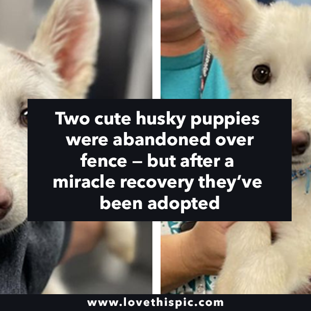 Two cute husky puppies were abandoned over fence — but after a mirace recovery they’ve been adopted
