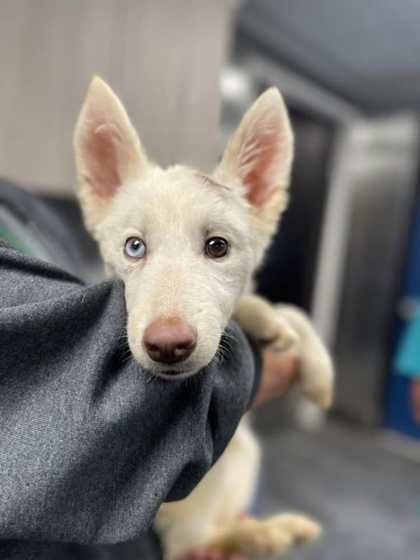 Two cute husky puppies were abandoned over fence — but after a mirace recovery they’ve been adopted - picture 2