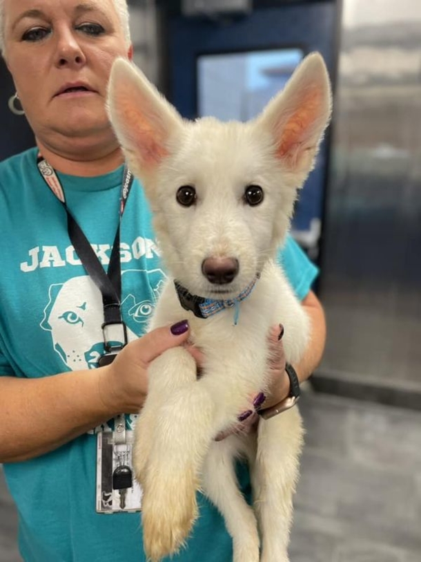 Two cute husky puppies were abandoned over fence — but after a mirace recovery they’ve been adopted - picture 3