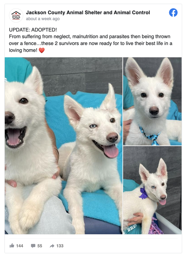 Two cute husky puppies were abandoned over fence — but after a mirace recovery they’ve been adopted - picture 4