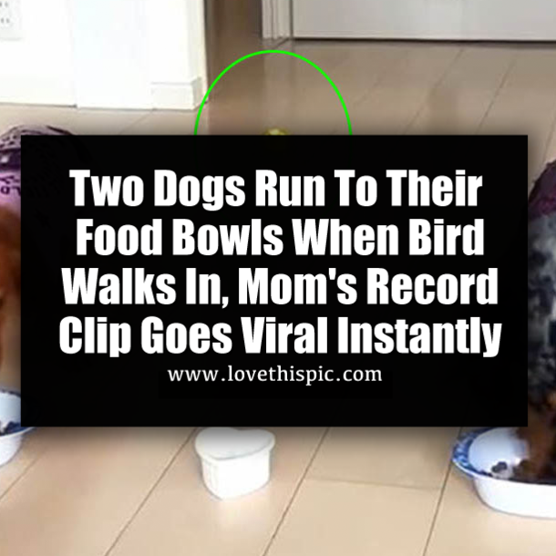 Two Dogs Run To Their Food Bowls When Bird Walks In, Mom's Record Clip Goes Viral Instantly