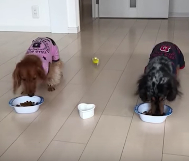 Two Dogs Run To Their Food Bowls When Bird Walks In, Mom's Record Clip Goes Viral Instantly - picture 2