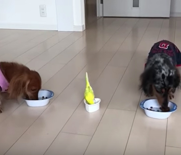 Two Dogs Run To Their Food Bowls When Bird Walks In, Mom's Record Clip Goes Viral Instantly - picture 3