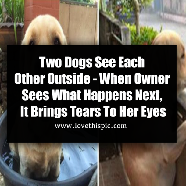 Two Dogs See Each Other Outside - When Owner Sees What Happens Next, It Brings Tears To Her Eyes