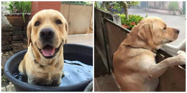 Two Dogs See Each Other Outside - When Owner Sees What Happens Next, It Brings Tears To Her Eyes - picture 2