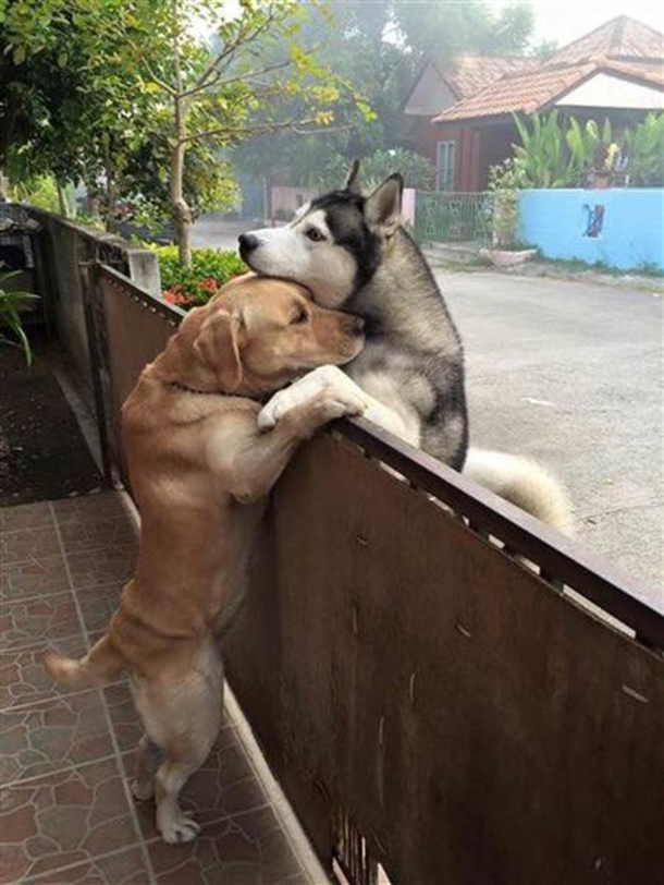 Two Dogs See Each Other Outside - When Owner Sees What Happens Next, It Brings Tears To Her Eyes - picture 3