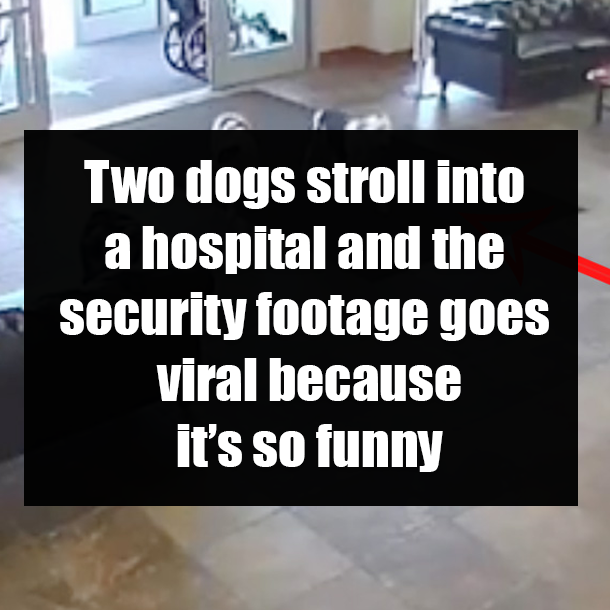 Two dogs stroll into a hospital and the security footage goes viral because it’s so funny
