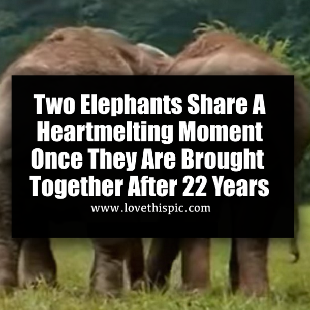 Two Elephants Share A Heartmelting Moment Once They Are Brought Together After 22 Years