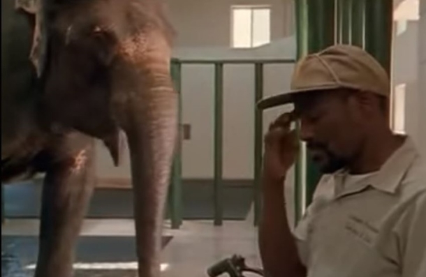 Two Elephants Share A Heartmelting Moment Once They Are Brought Together After 22 Years - picture 2