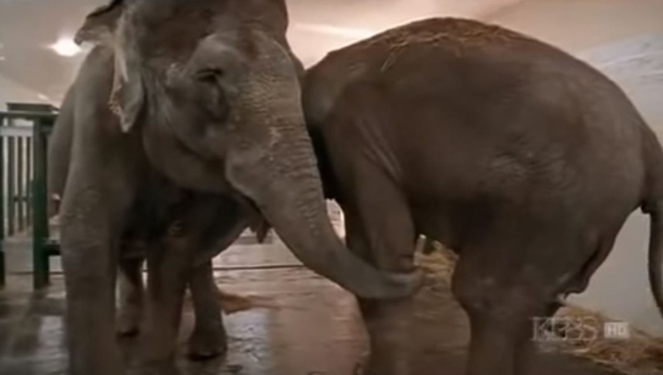 Two Elephants Share A Heartmelting Moment Once They Are Brought Together After 22 Years - picture 3