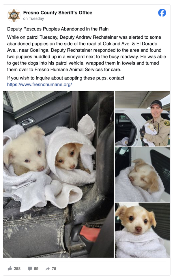 Two puppies were left in the cold and rain — then a deputy came to save the day - picture 2