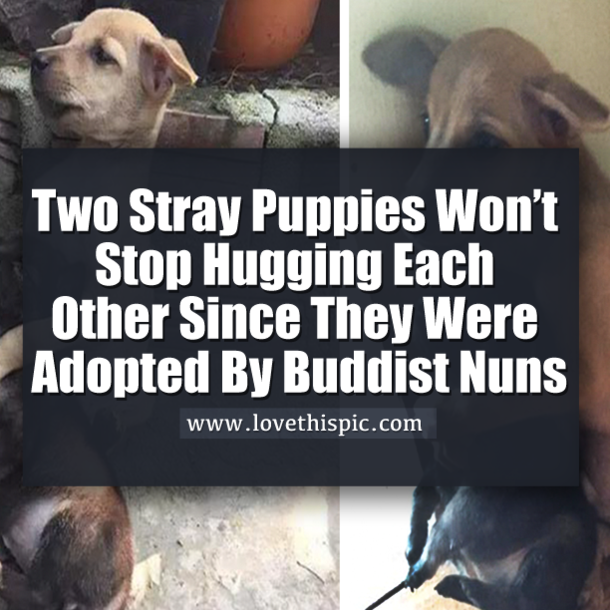 Two Stray Puppies Won’t Stop Hugging Each Other Since They Were Adopted By Buddist Nuns