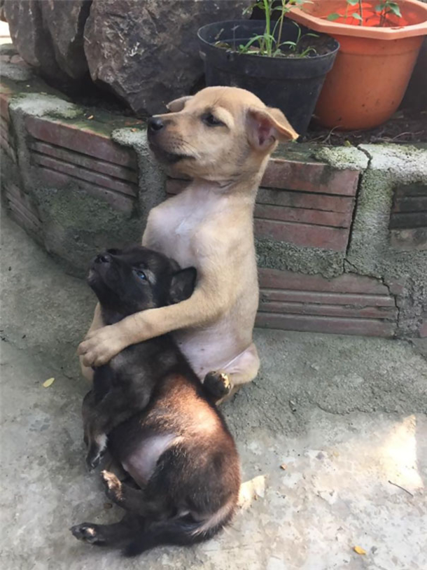 Two Stray Puppies Won’t Stop Hugging Each Other Since They Were Adopted By Buddist Nuns - picture 3