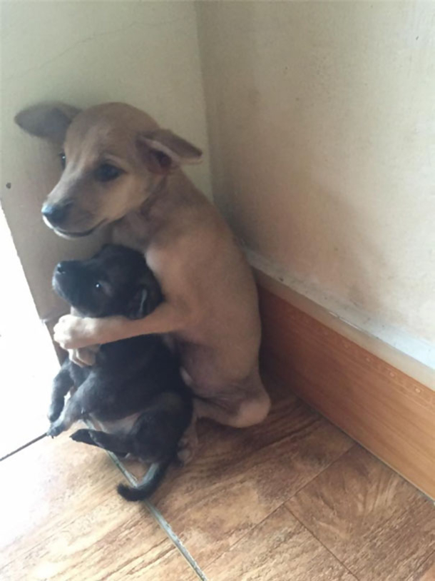 Two Stray Puppies Won’t Stop Hugging Each Other Since They Were Adopted By Buddist Nuns - picture 4