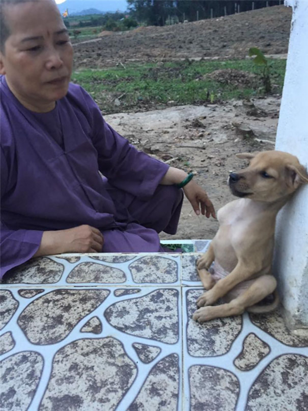 Two Stray Puppies Won’t Stop Hugging Each Other Since They Were Adopted By Buddist Nuns - picture 8