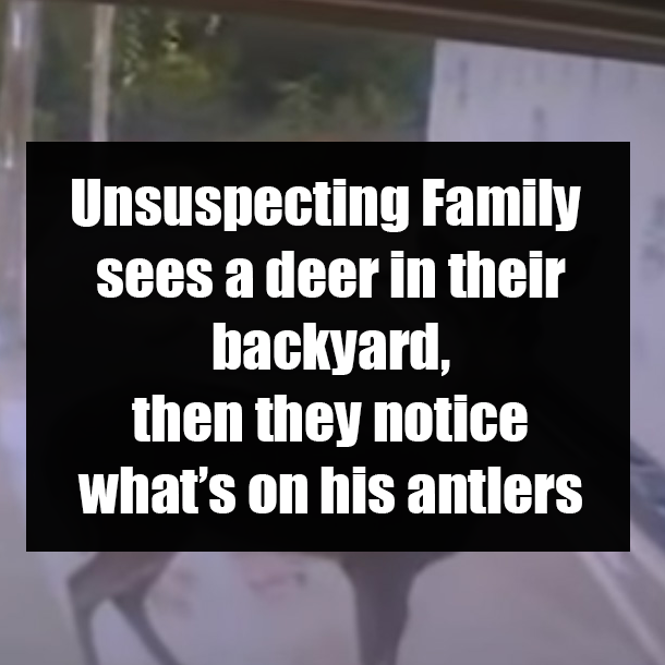 Unsuspecting Family sees a deer in their backyard, then they notice what’s on his antlers
