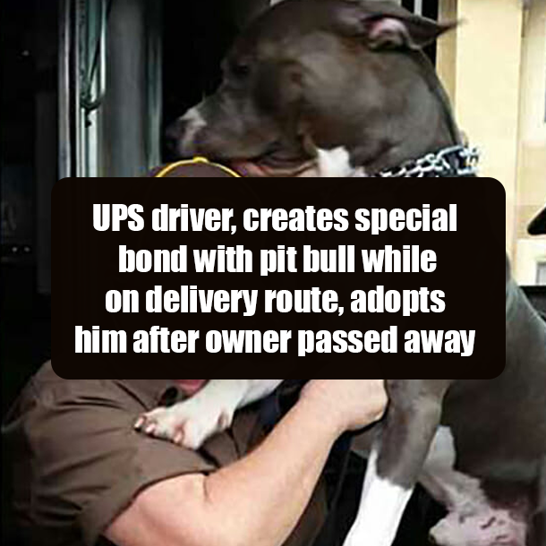 UPS driver, creates special bond with pit bull while on delivery route, adopts him after owner passed away