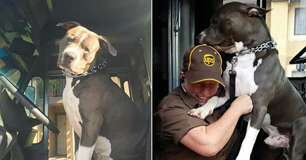 UPS driver, creates special bond with pit bull while on delivery route, adopts him after owner passed away - picture 2