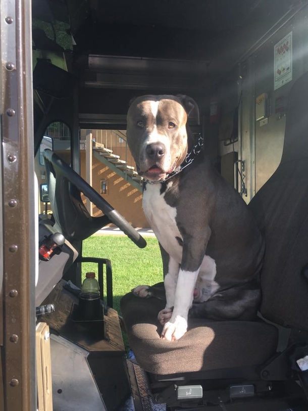 UPS driver, creates special bond with pit bull while on delivery route, adopts him after owner passed away - picture 3