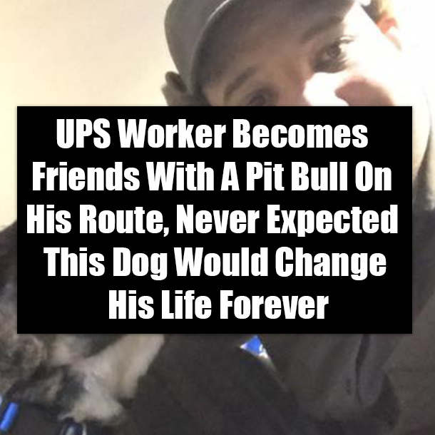 UPS Worker Becomes Friends With A Pit Bull On His Route, Never Expected This Dog Would Change His Life Forever