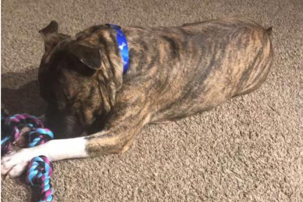 UPS Worker Becomes Friends With A Pit Bull On His Route, Never Expected This Dog Would Change His Life Forever - picture 3