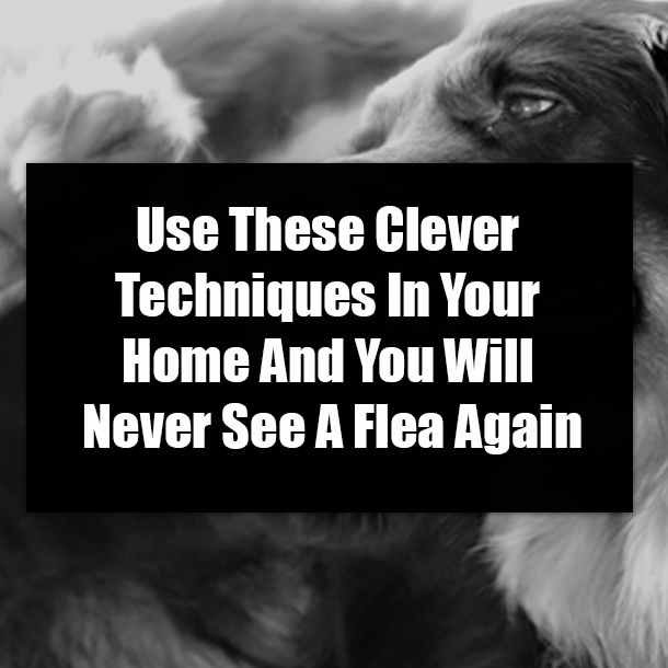 Use These Clever Techniques In Your Home And You Will Never See A Flea Again