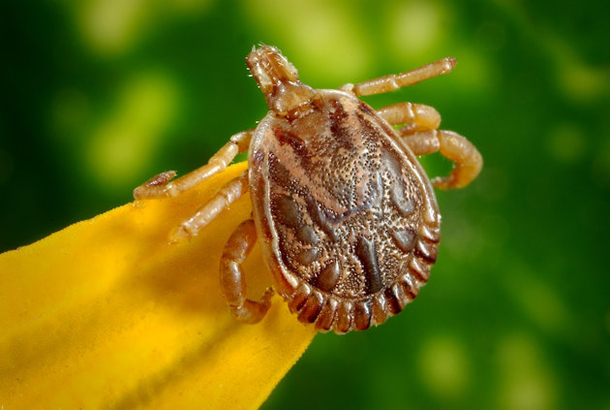 USE THIS SIMPLE TRICK TO KEEP TICKS OFF ALL SUMMER LONG! - picture 2