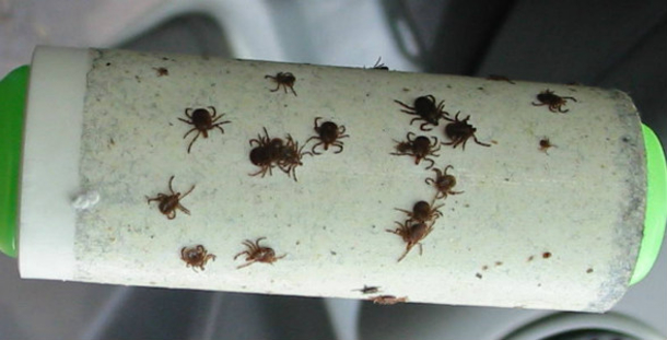 USE THIS SIMPLE TRICK TO KEEP TICKS OFF ALL SUMMER LONG! - picture 3