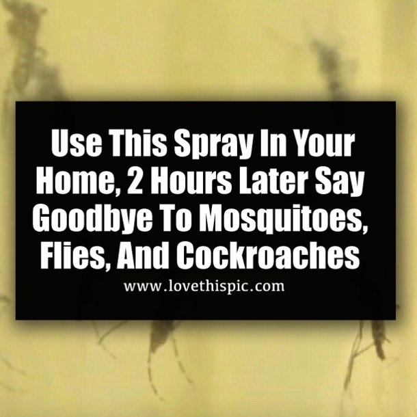 Use This Spray In Your Home, 2 Hours Later Say Goodbye To Mosquitoes, Flies, And Cockroaches