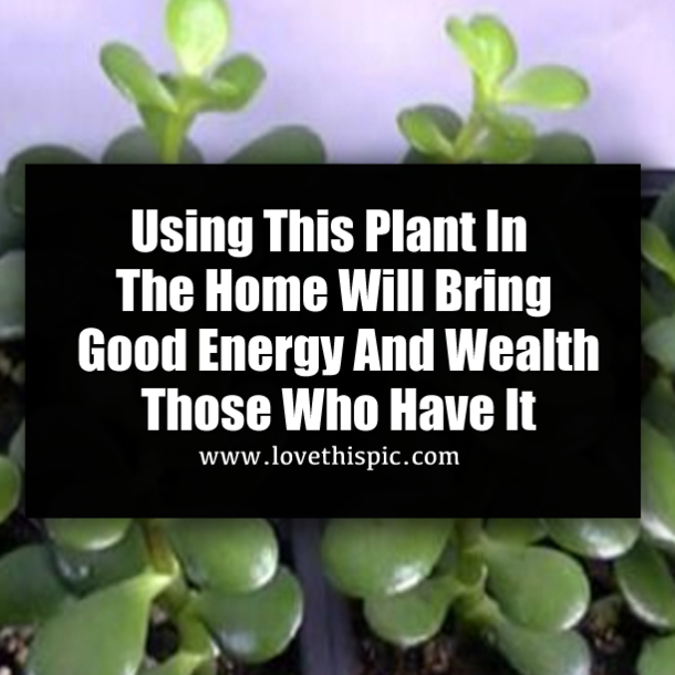 Using This Plant In The Home Will Bring Good Energy And Wealth Those Who Have It