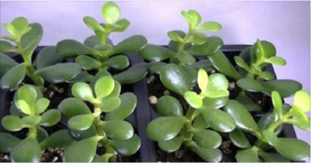 Using This Plant In The Home Will Bring Good Energy And Wealth Those Who Have It - picture 2
