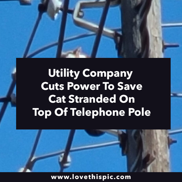 Utility Company Cuts Power To Save Cat Stranded On Top Of Telephone Pole