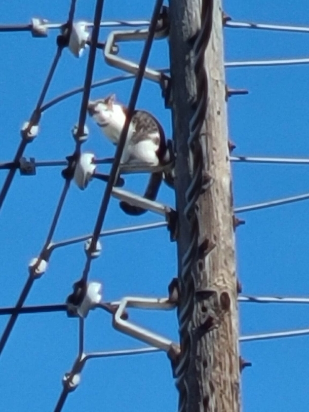 Utility Company Cuts Power To Save Cat Stranded On Top Of Telephone Pole - picture 2