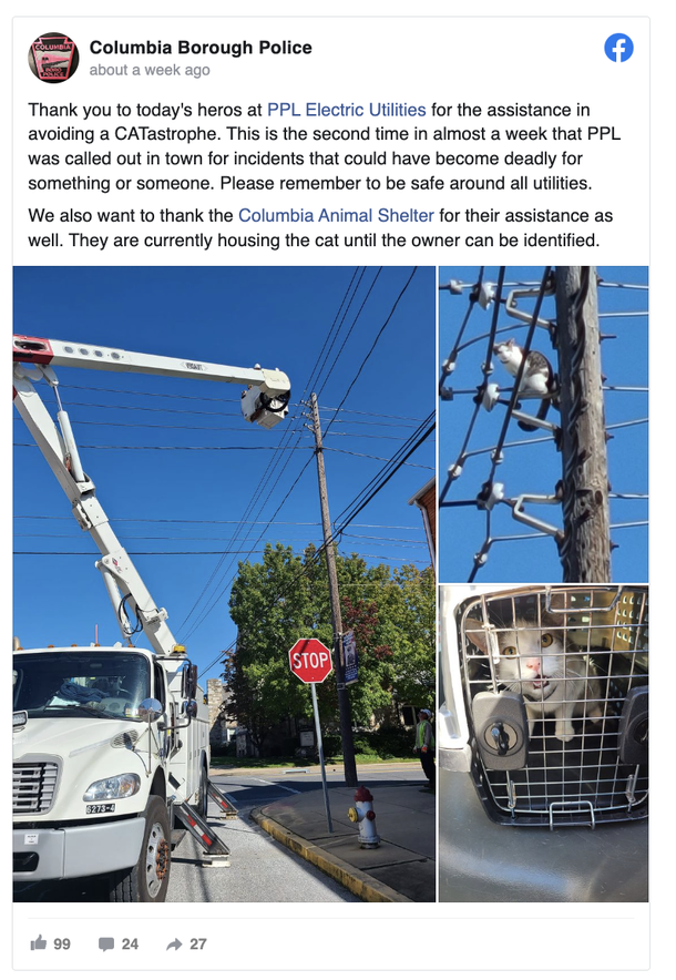 Utility Company Cuts Power To Save Cat Stranded On Top Of Telephone Pole - picture 4
