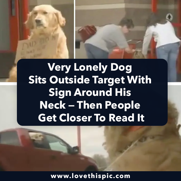 Very Lonely Dog Sits Outside Target With Sign Around His Neck — Then People Get Closer To Read It