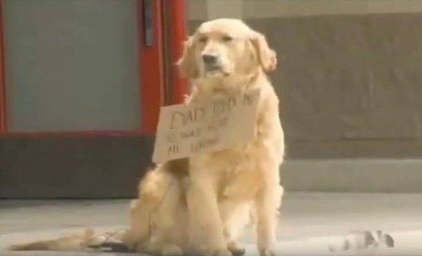 Very Lonely Dog Sits Outside Target With Sign Around His Neck — Then People Get Closer To Read It - picture 2