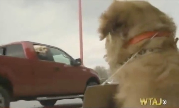 Very Lonely Dog Sits Outside Target With Sign Around His Neck — Then People Get Closer To Read It - picture 4