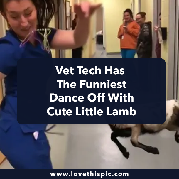 Vet Tech Has The Funniest Dance Off With Cute Little Lamb