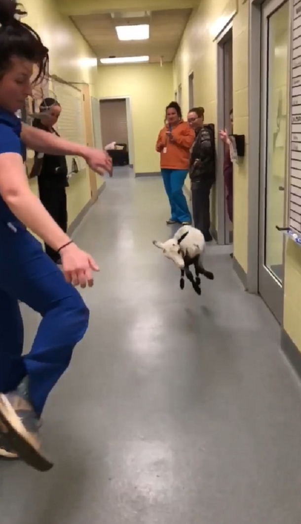 Vet Tech Has The Funniest Dance Off With Cute Little Lamb - picture 3