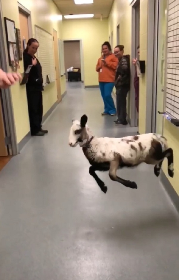 Vet Tech Has The Funniest Dance Off With Cute Little Lamb - picture 4