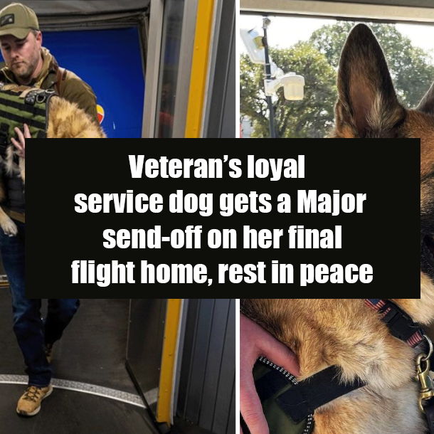 Veteran’s loyal service dog gets a Major send-off on her final flight home, rest in peace