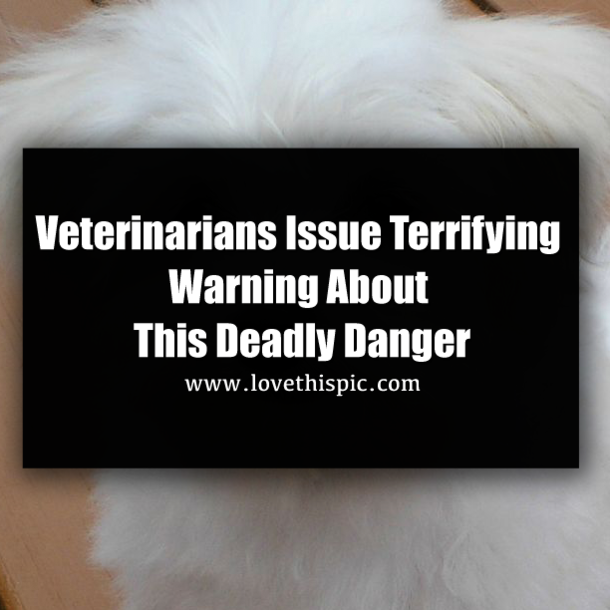 Veterinarians Issue Terrifying Warning About This Deadly Danger